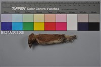 藏品(斑文鳥)的圖片